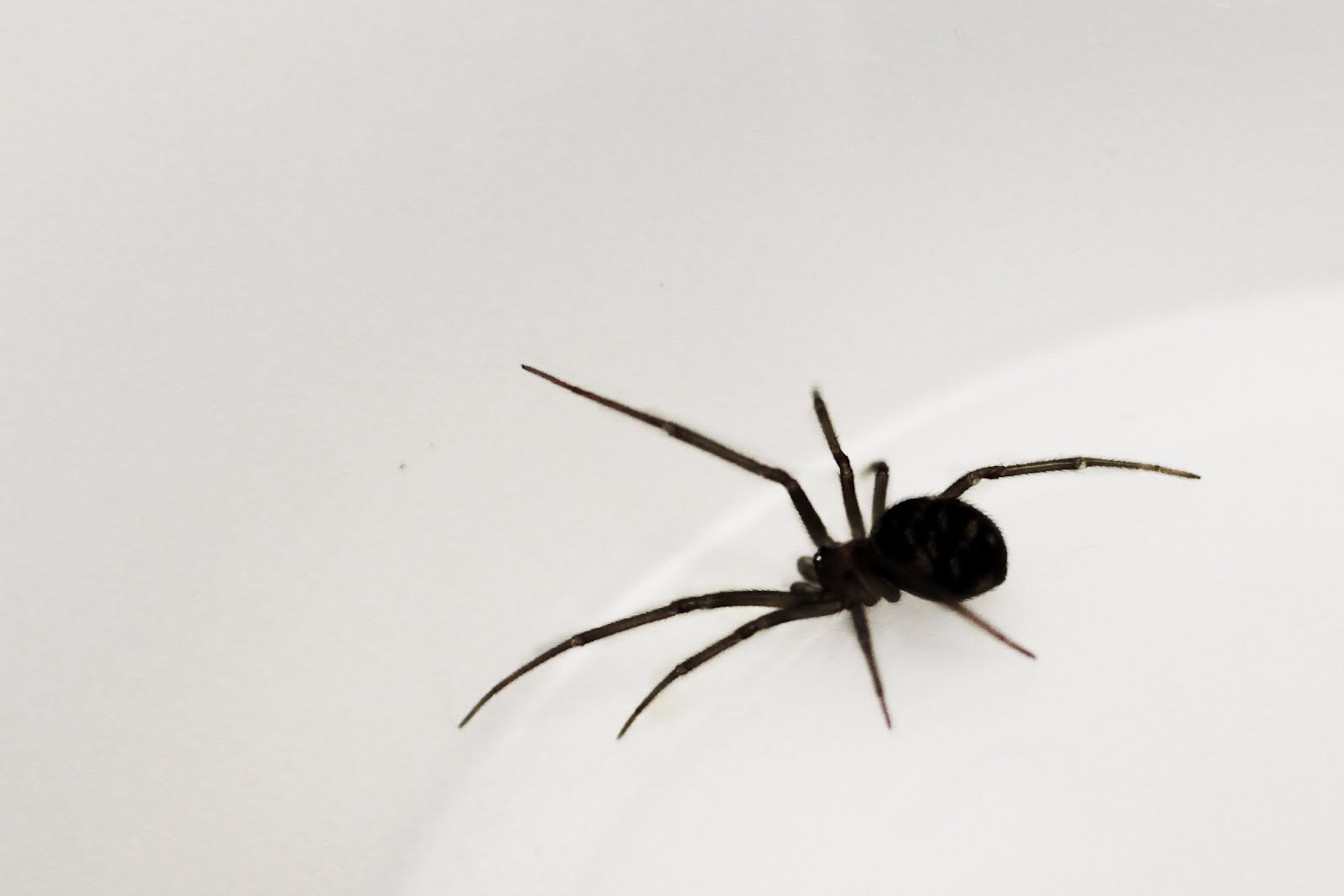 No se reportan muertes por picadura de animales ponzoñosos durante 2016