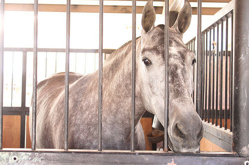 Con 100 pesos por cabeza, quieren tapar un hoyo de más de 20 mil millones