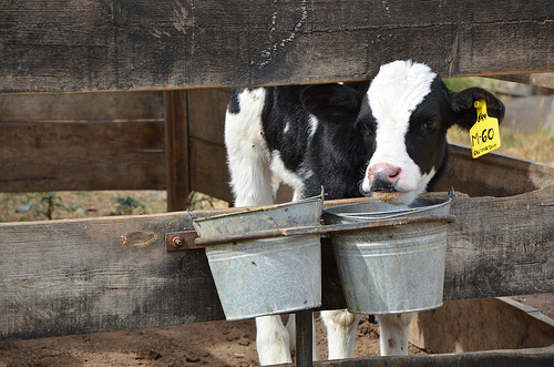 Piden políticas públicas contra lácteos que son muy grave problema de salud
