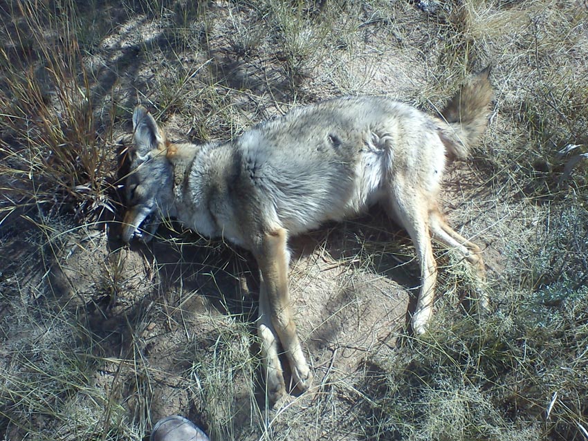 Hallan animales envenenados en carretera de Tepezalá