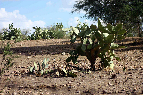 Megaproyectos destruyen todos los días ambientalmente a México: Morena
