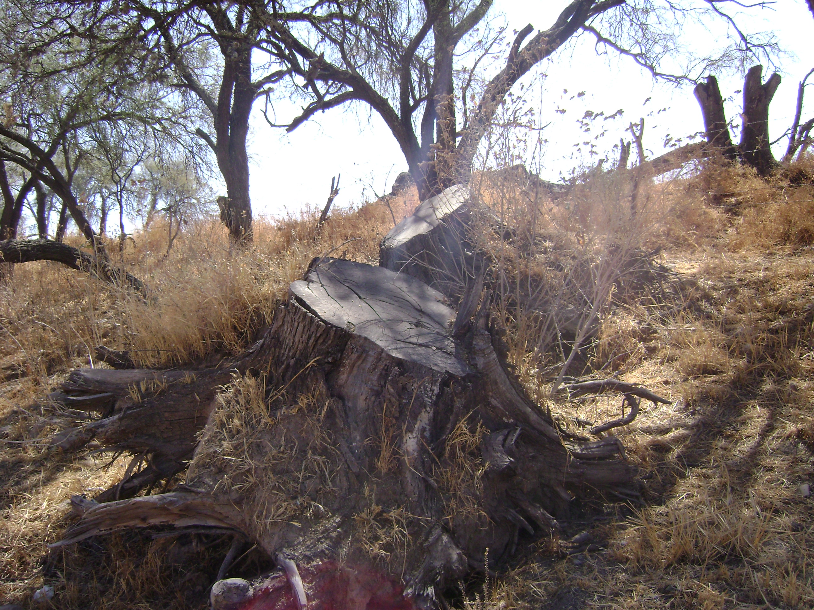 Costará más de un millón de pesos modificar uso de suelo en el bosque de Cobos