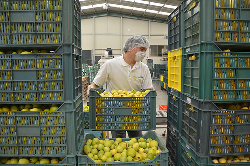 Producción de guayaba de Calvillo es objetivo meta para la Financiera Rural
