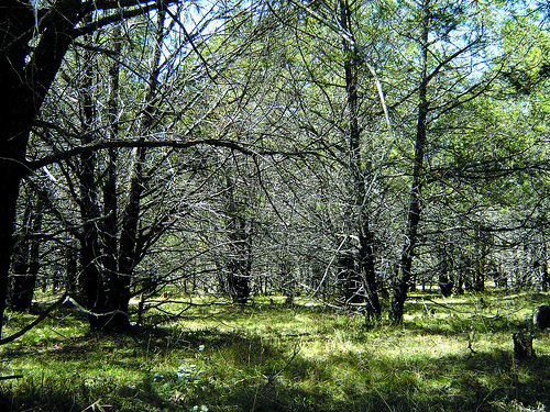 El gusano barrenador amenaza a los pinos y no hay respuestas