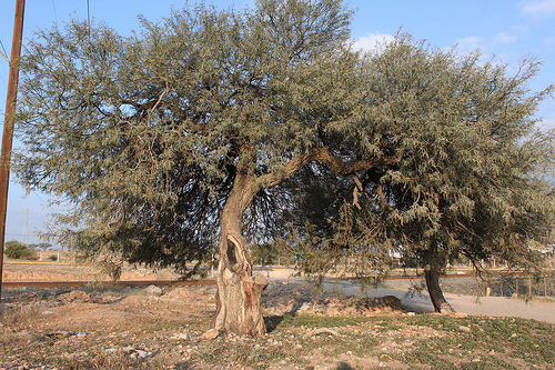 Tras múltiples denuncias ciudadanas, autoridades detienen obra en La Pona