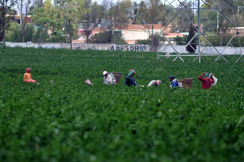 Proponen acudir a Nissan para remediar la debilidad institucional de la agricultura local