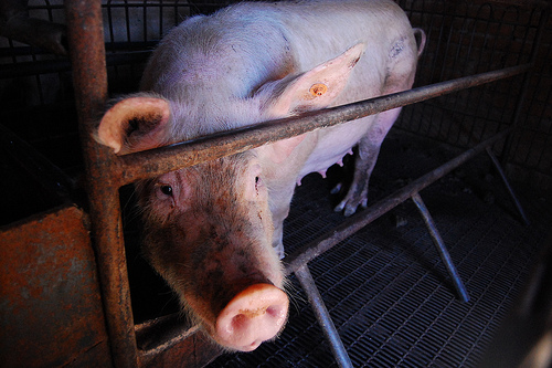 Sagarpa realiza en La Florida rastreo de enfermedades delicadas para el hombre