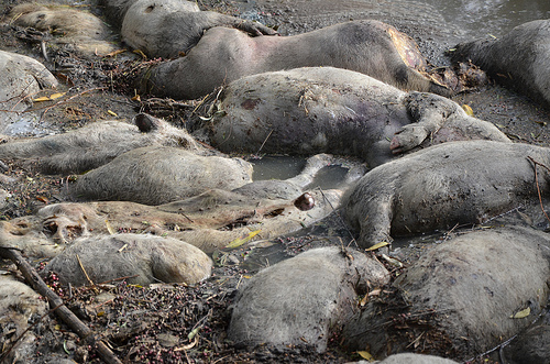 Tiradero clandestino de puercos en Jesús María