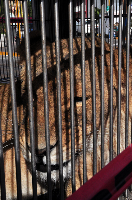 Amigos Pro Animal en contra del maltrato animal en circos, exigen ir al fondo del asunto