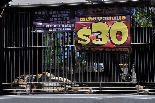 Municipio capital continúa dando cobijo a empresarios circenses y su maltrato animal