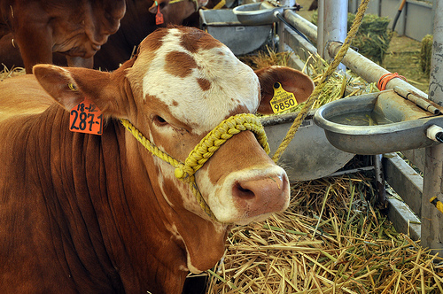 Inauguración oficial de la Expo Ganadera y Agroalimentaria 2013