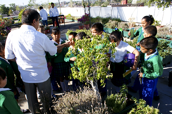 Cuidado al medio ambiente mediante creación de techos verdes
