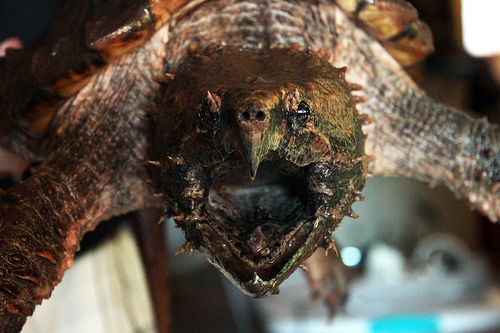 La otra cara de la lista: animales en peligro de extinción