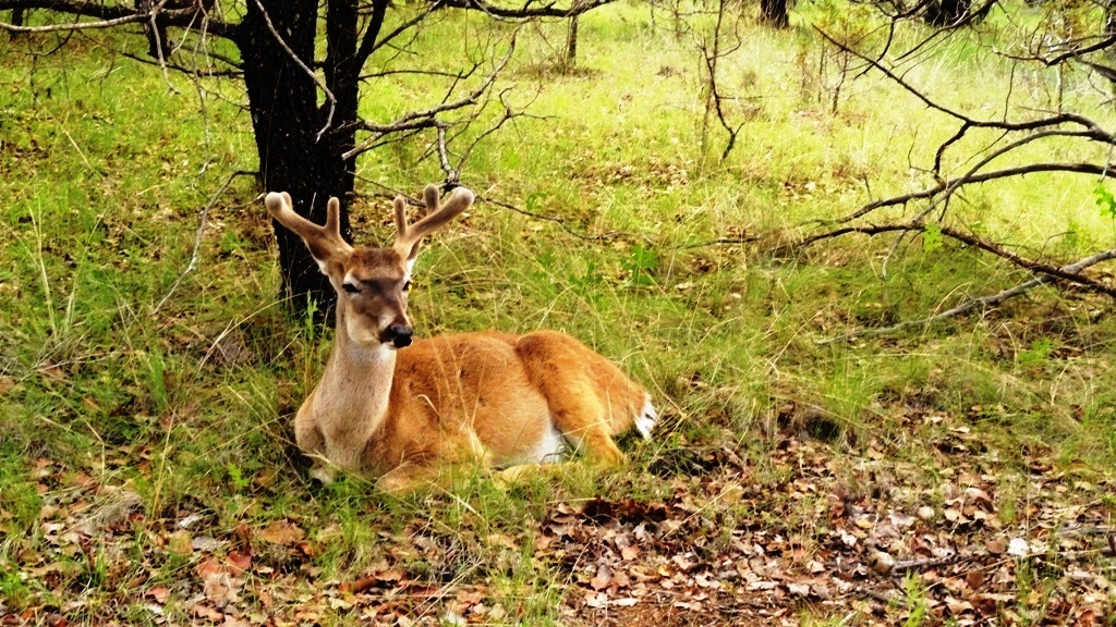 Aguascalientes celebra el Día de la Biodiversidad
