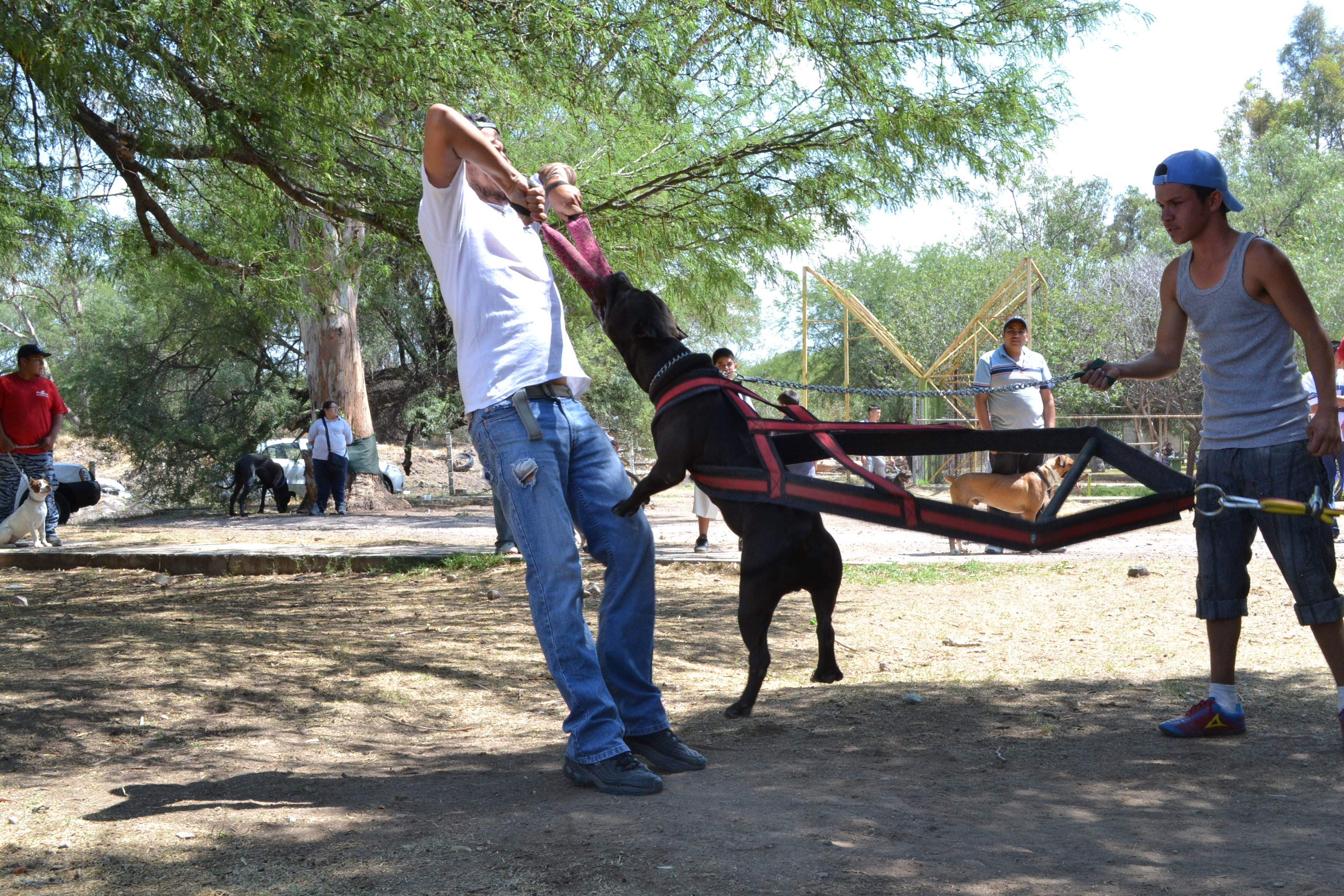 Más allá de un club canino
