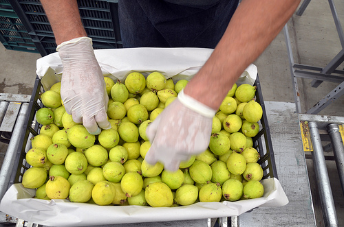 Calvillo, blindado ante piratería de sus guayabas