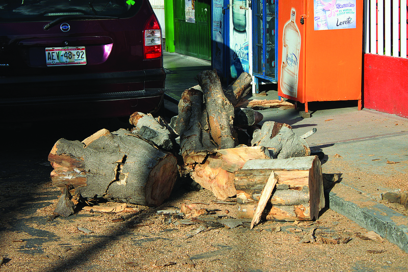 Sanciones hasta por 500 salarios mínimos a quienes talen árboles