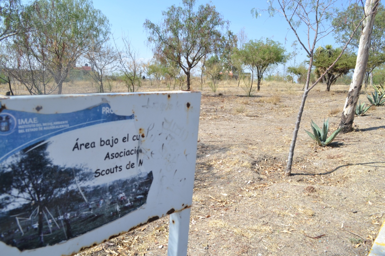 Parque del Cerrito de la Cruz, todos los árboles que plantaron están muertos