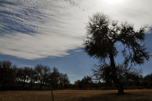 Lluvias permiten avance en la siembra de temporal en más de 75 mil hectáreas