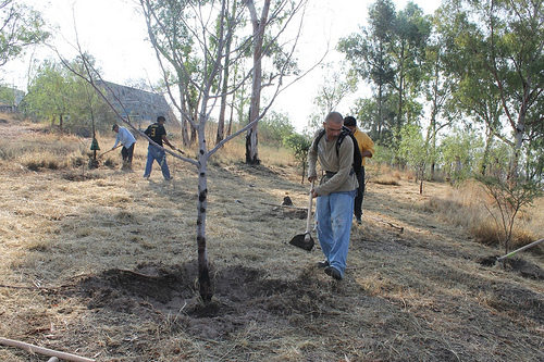 Reducirá Conafor número de árboles plantados, para aumentar la esperanza de vida