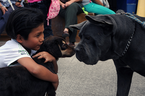 Amigos Pro Animal llevará a cabo su marcha en honor al Día Internacional del Animal sin Hogar