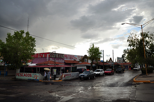 Caen 25 árboles a causa de las lluvias en la ciudad de Aguascalientes