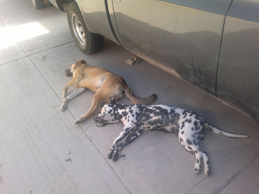 Envenenan a perros en Tepezalá, denuncia Verde Ecologista