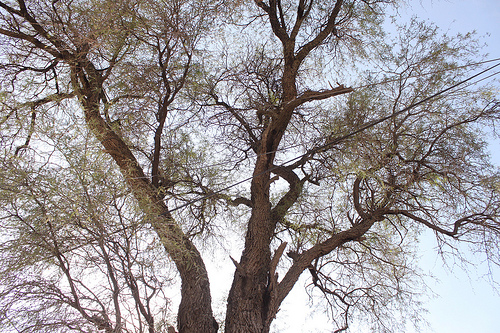 Se ha ido perdiendo el conocimiento ecológico en comunidades rurales