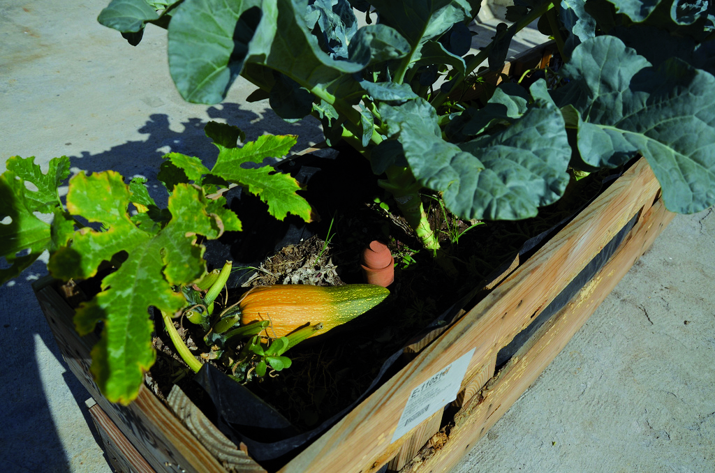 Con huertos urbanos, innecesario recurrir a política despensera