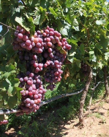 Los mexicanos están despertando su interés por las Vendimias