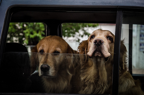 Aumentan las donaciones de animales a poco de aprobarse el impuesto a los alimentos de mascotas