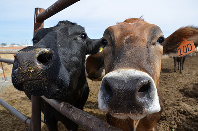 Mantienen rastros municipales una disminución de casi 30 por ciento en la entrada de ganado para sacrificio