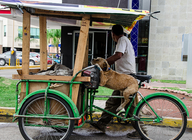 ¿Cómo hacerle para que tu perro no lleve vida de perro?
