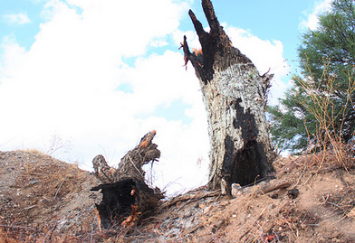 Sanciona Semadesu a dos fraccionadoras y a un particular por derribo de árboles