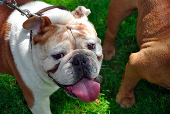 Urgente que se apliquen sanciones fuertes por maltrato animal: Dignidad Perruna