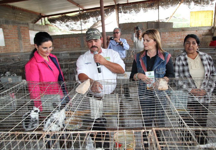 DIF estatal incentiva la explotación cunícola en comunidades