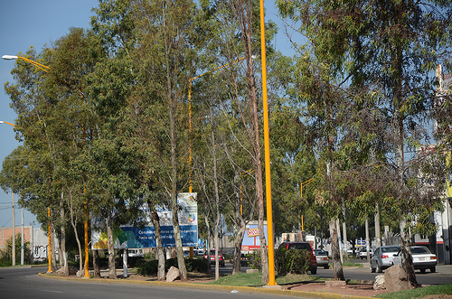 Paga Gobierno del Estado casi 68 mil pesos por derribo de árboles en avenida de los Maestros