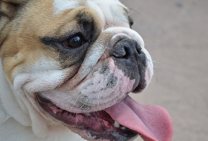 Promueve campaña de esterilización la Asociación Garra