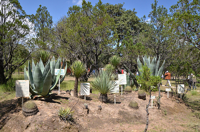 Concluirá obra en Los Alamitos dentro de seis meses