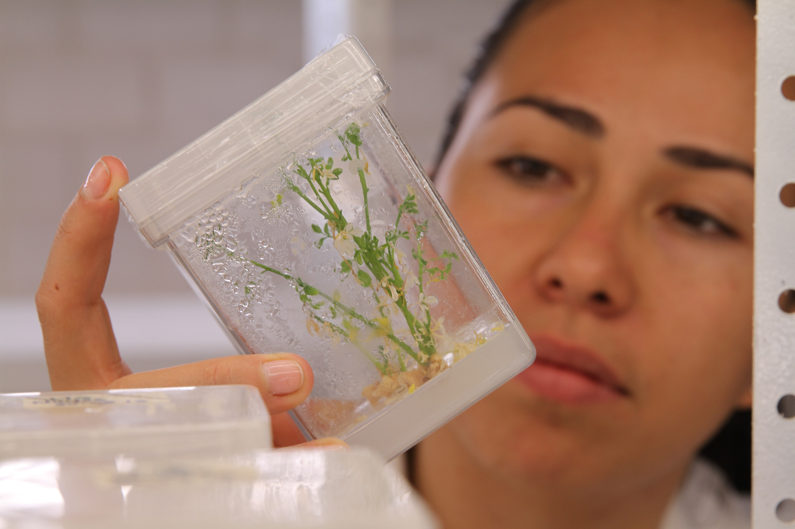 UAA desarrolla método para propagar planta con propiedades medicinales y nutricionales