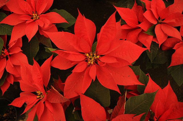 Baja la ventas de Nochebuenas