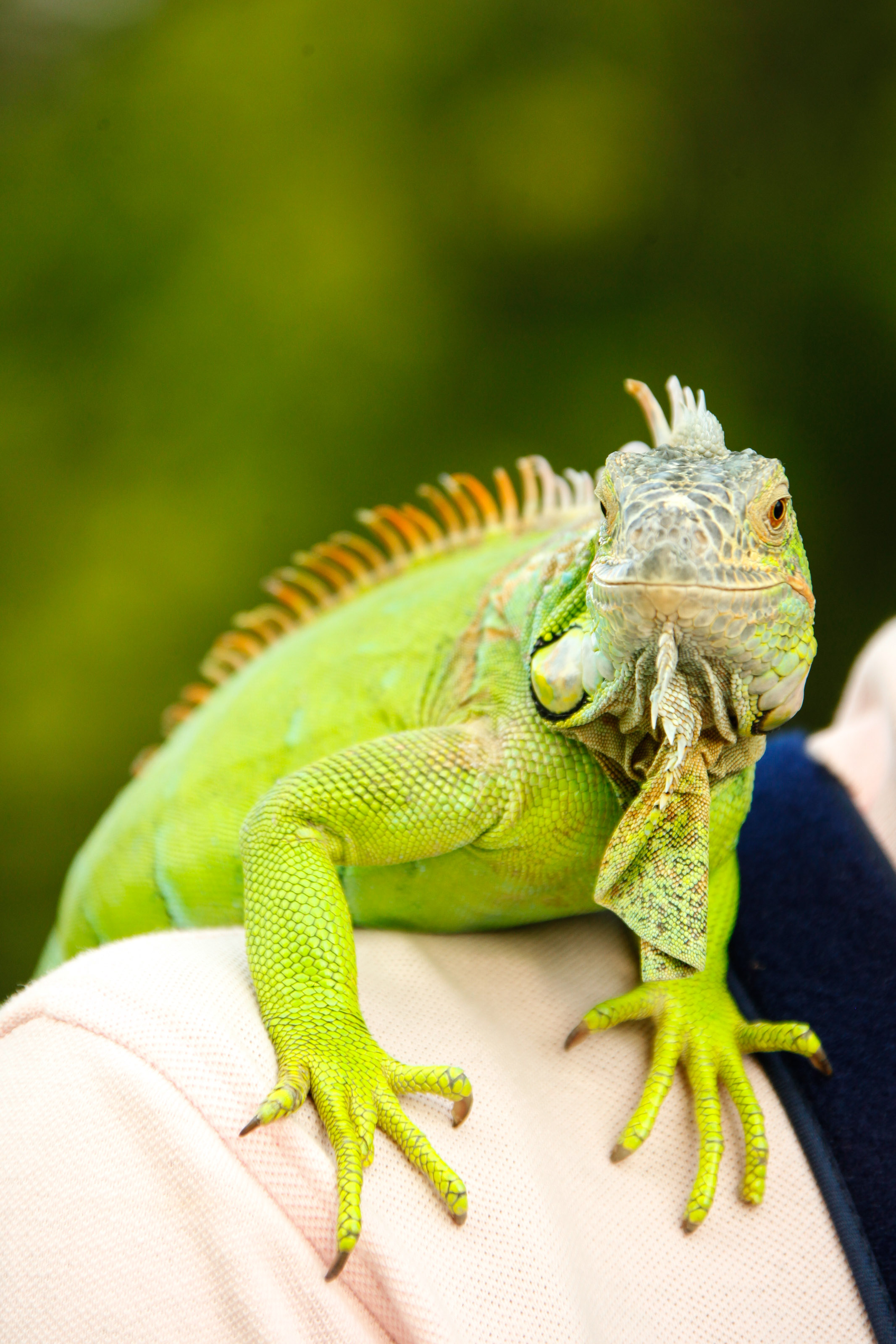 La sociedad debe vigilar cumplimiento de normas de protección a la biodiversidad y cuidado animal