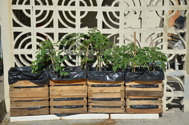 Apuesta Semadesu a continuidad de programa Azoteas Verdes