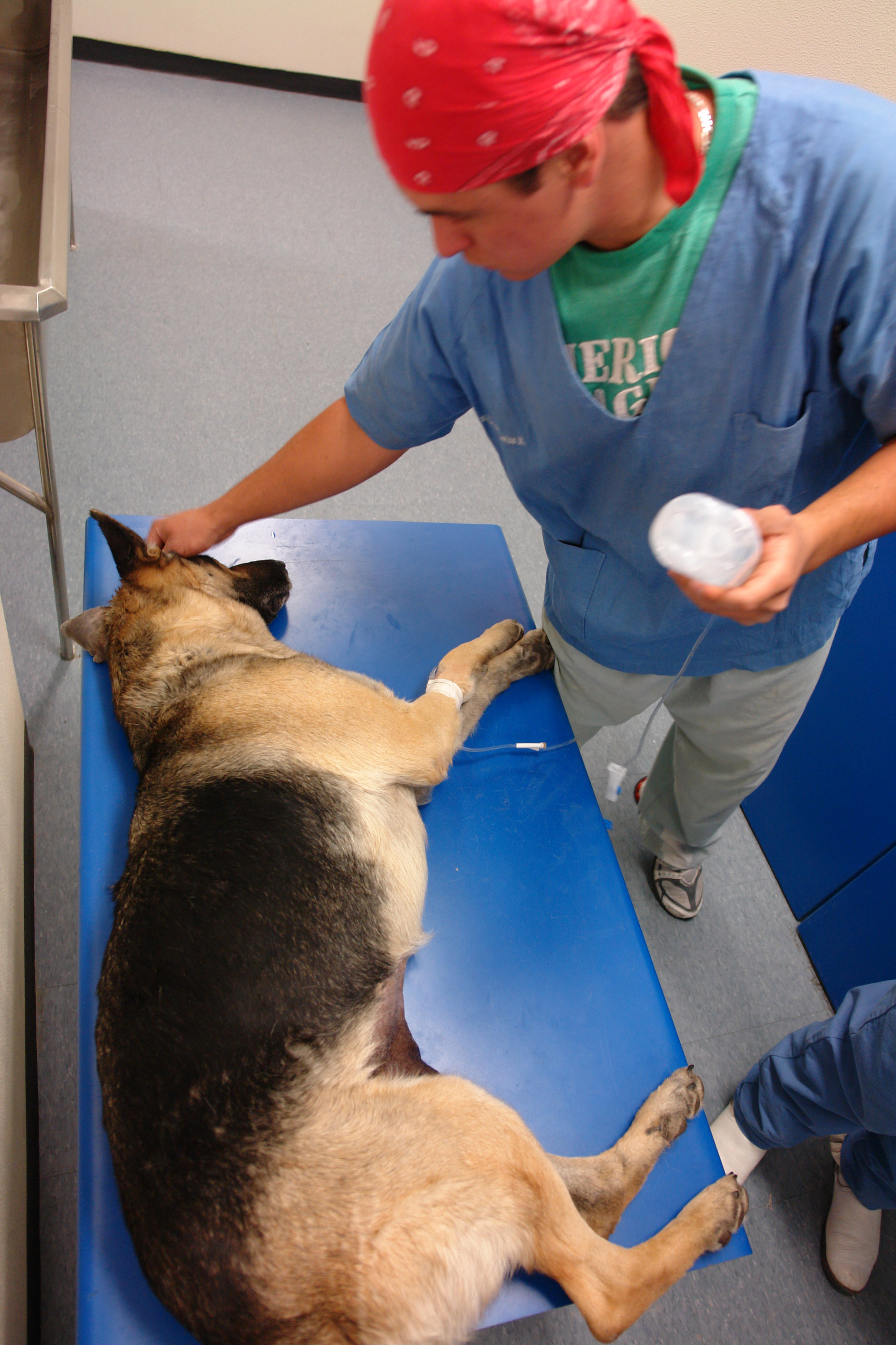 Alta demanda de cremación de mascotas en la UAA