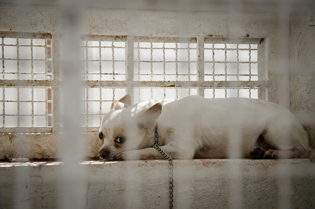 Mil sacrificios animales al mes en el Centro de Control, Atención y Bienestar Animal
