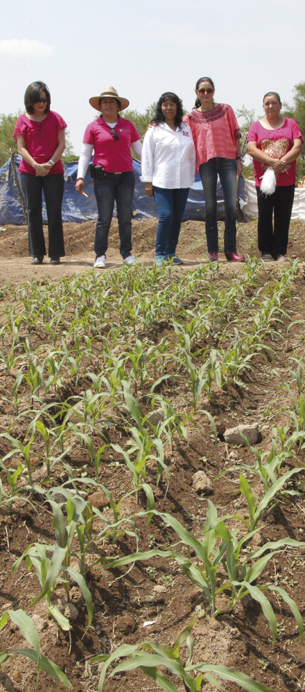 DIF estatal y Conaza impulsarán apicultura en comunidades marginadas