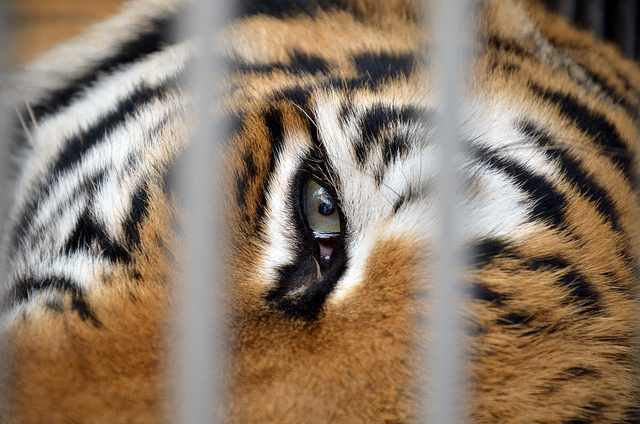 Comisión del Medio Ambiente aprueba prohibición de animales silvestres en circos