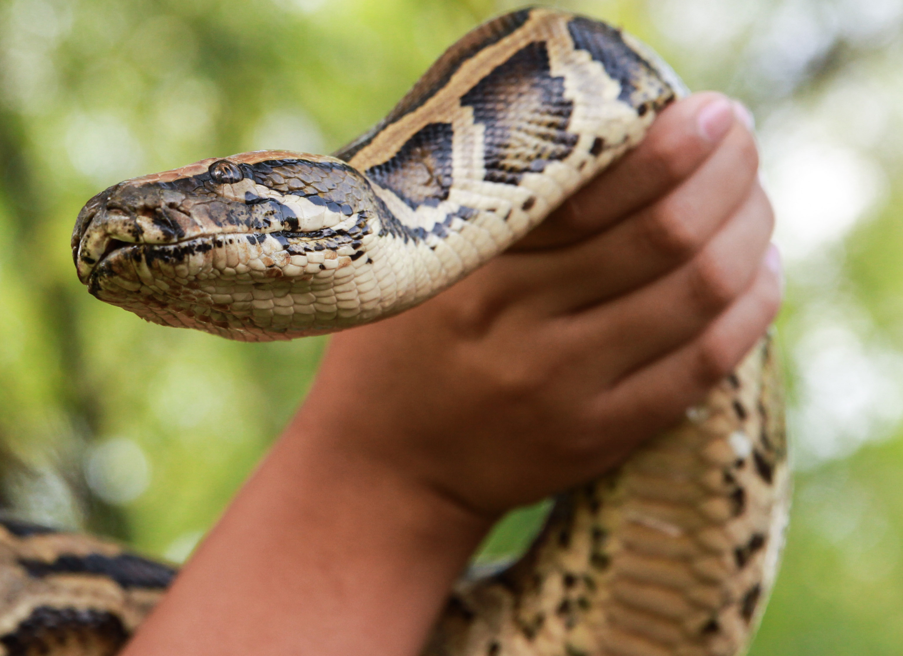 Hay seis tipos de víboras de cascabel en Aguascalientes
