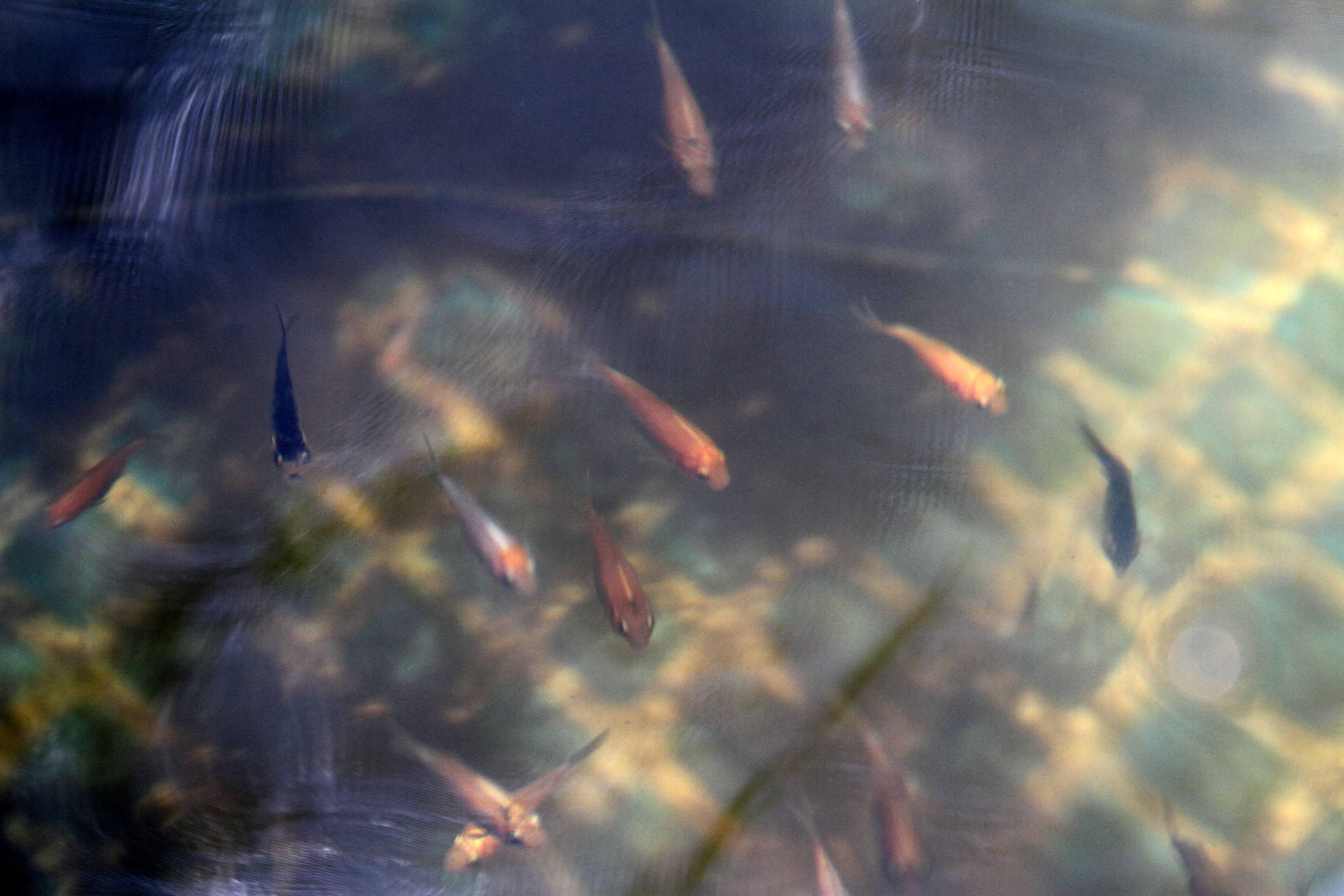 La acuicultura puede llegar a ser un detonante económico en el estado