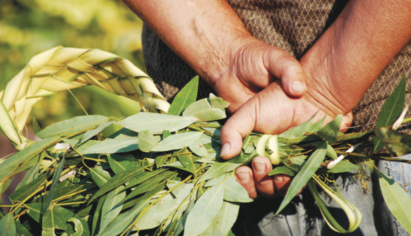 Denuncian brutal saqueo del laurel, especie protegida y en extinción